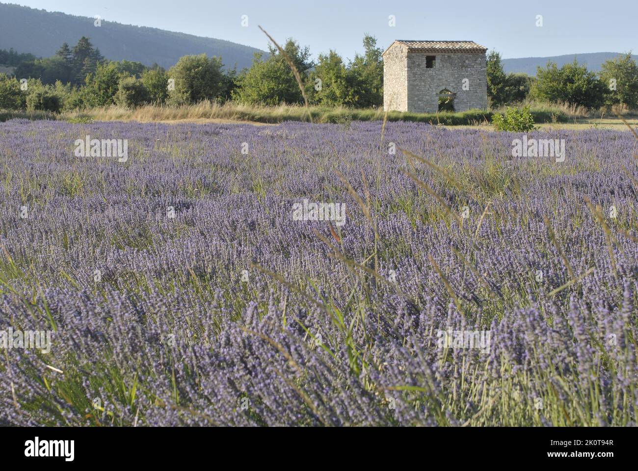 Lavendel (Lavandula sp) in der Nähe eines Blumenfeldes, das geerntet werden soll - Sault Area - Provence - Vaucluse - Frankreich Stockfoto