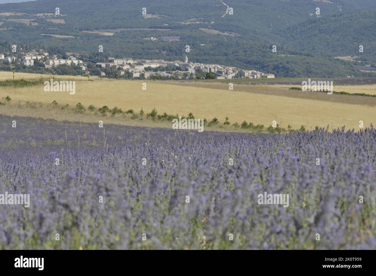 Lavendel (Lavandula sp) Blumenfeld, das mit der Stadt Sault im Hintergrund geerntet werden soll - Sault-Gebiet - Provence - Vaucluse - Frankreich Stockfoto