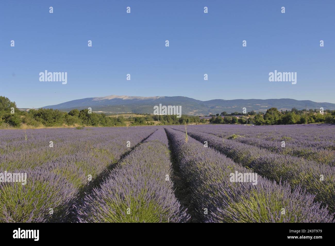Lavendel (Lavandula sp) Blumenfeld, das mit dem Mont Ventoux im Hintergrund geerntet werden soll - Sault-Gebiet - Provence - Vaucluse - Frankreich Stockfoto