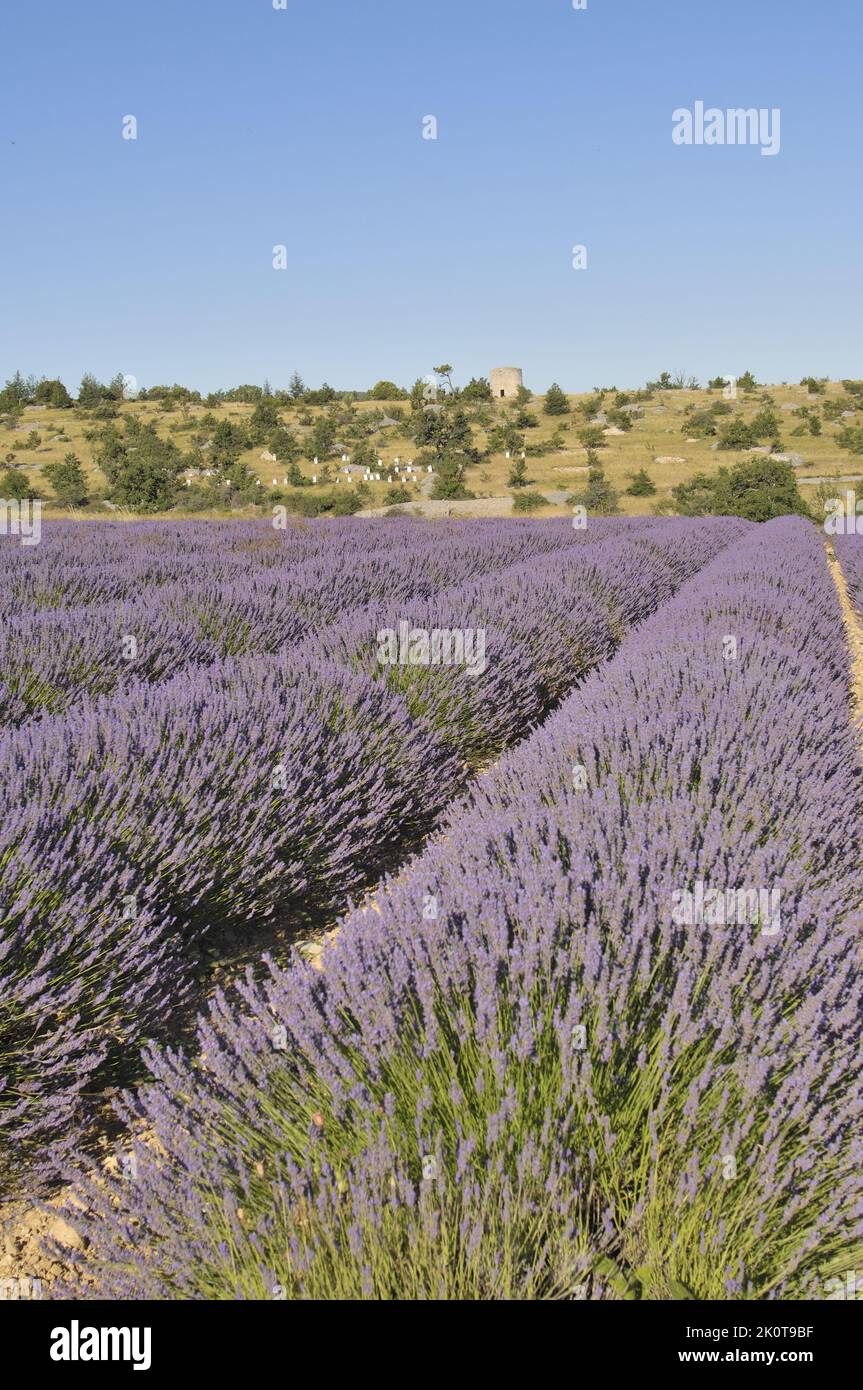Lavendel (Lavandula sp) Blumenfeld bereit zur Ernte - Sault Area - Provence - Vaucluse - Frankreich Stockfoto