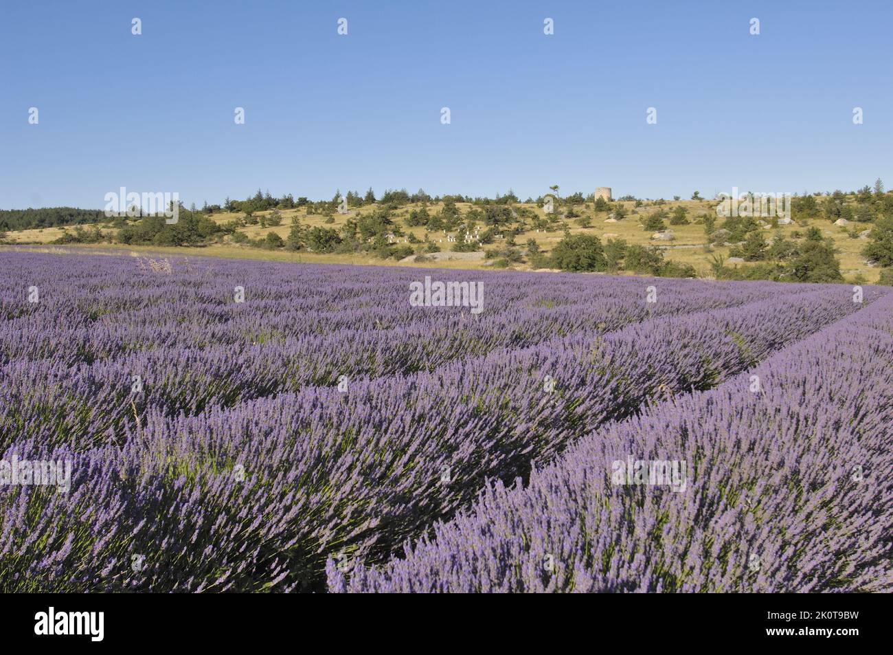 Lavendel (Lavandula sp) Blumenfeld bereit zur Ernte - Sault Area - Provence - Vaucluse - Frankreich Stockfoto