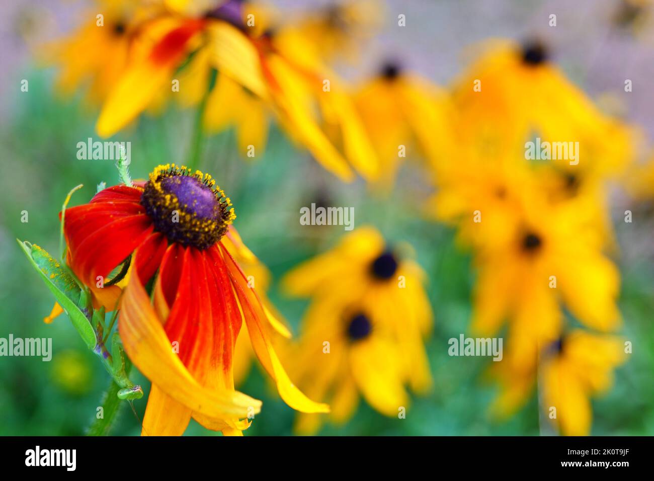 Rudbeckia Coneblüwers Stockfoto