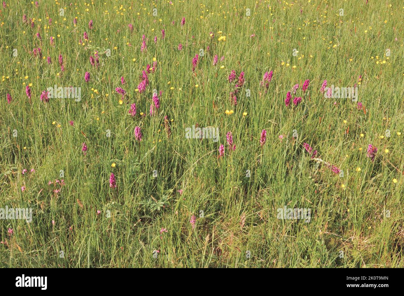 Heath-spotted Orchid - Hardy Orchid - Moorland spotted Orchid (Dactylorhiza maculata - Orchis maculata) blüht im Frühling Belgien Stockfoto
