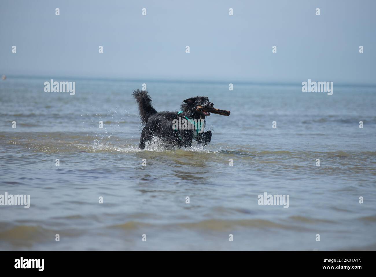 Schwarzer flauschiger Collie Cross Dog, der an einem sonnigen Tag im Meer spielt Stockfoto