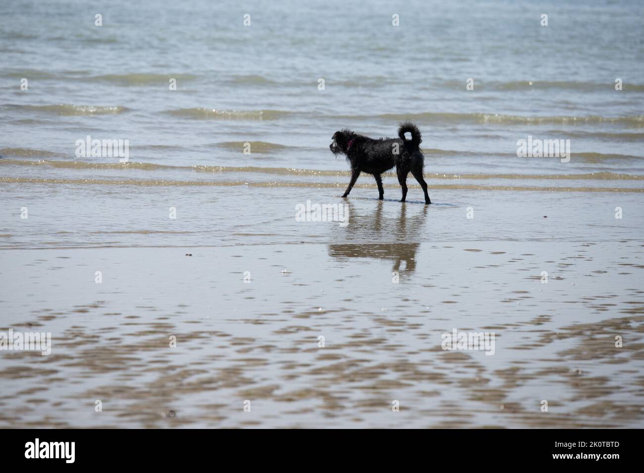 Schwarzer Labrador, der an einem sonnigen Tag im Meer spielt Stockfoto