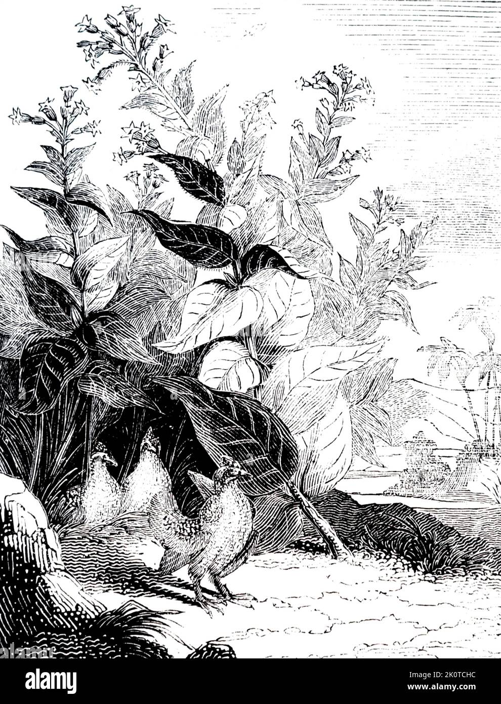 Zeichnung einer Tabakpflanze; 1832. Nicotiana ist eine Gattung von krautigen Pflanzen und Sträuchern der Familie Solanaceae, die in Amerika, Australien, Südwestafrika und dem Südpazifik beheimatet ist. Verschiedene Nicotiana-Arten Stockfoto