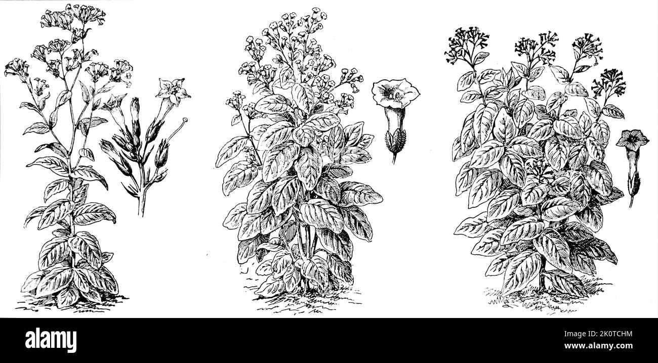 Zeichnungen von Sorten von Tabakpflanzen. Nicotiana ist eine Gattung von krautigen Pflanzen und Sträuchern der Familie Solanaceae, die in Amerika, Australien, Südwestafrika und dem Südpazifik beheimatet ist. Verschiedene Nicotiana-Arten Stockfoto