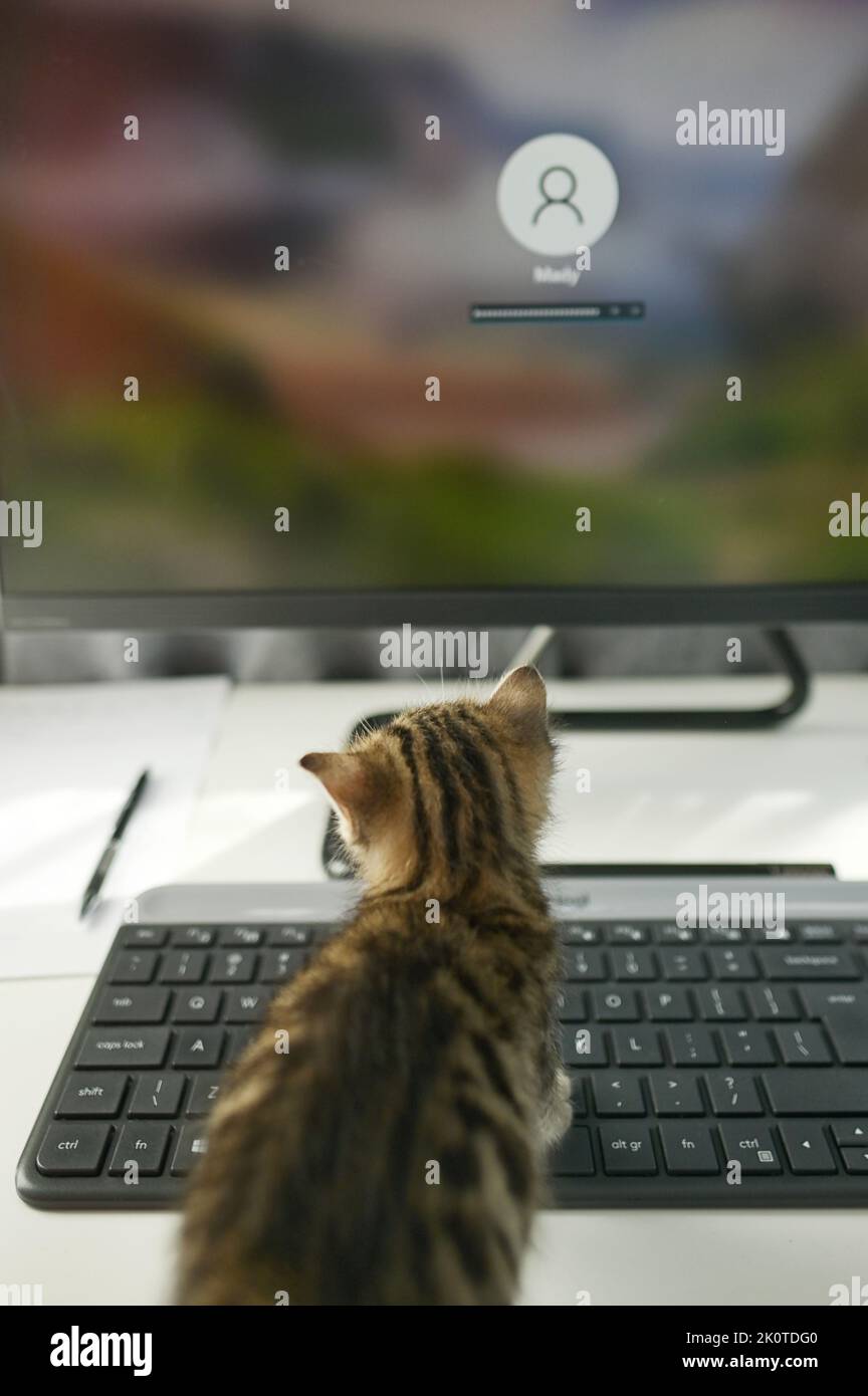 Abstract Kätzchen Sitzt Auf Der Computertastatur Und Arbeitet Von Zu Hause Aus Stockfoto
