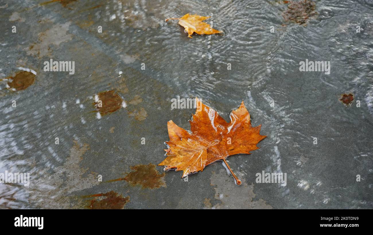 Blätter liegen an einem regnerischen Herbsttag auf einem Pflaster. Stockfoto
