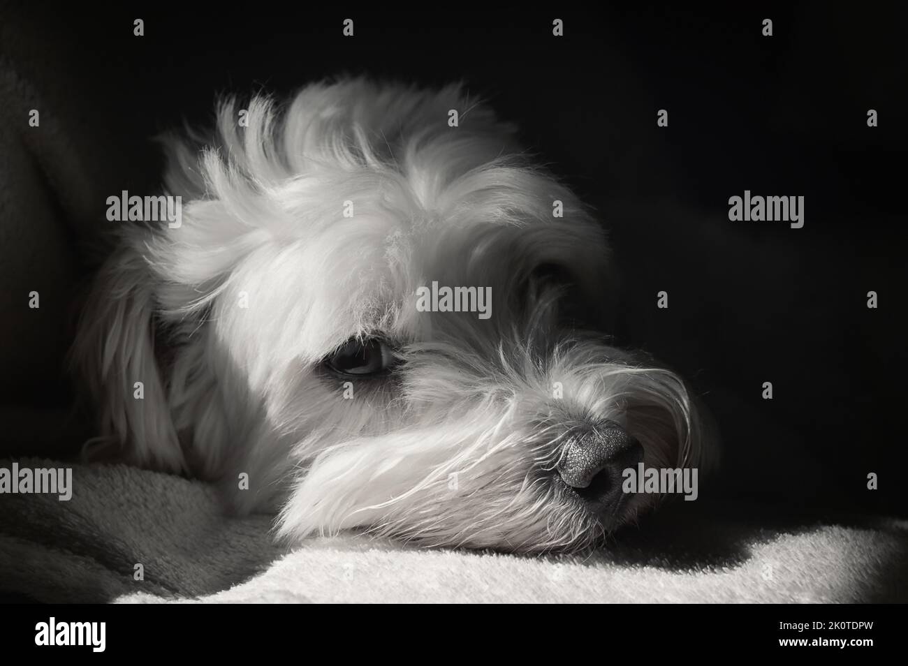 Weißer Malteserkrachen Bichon legt sich auf Sofa und Schatten Stockfoto
