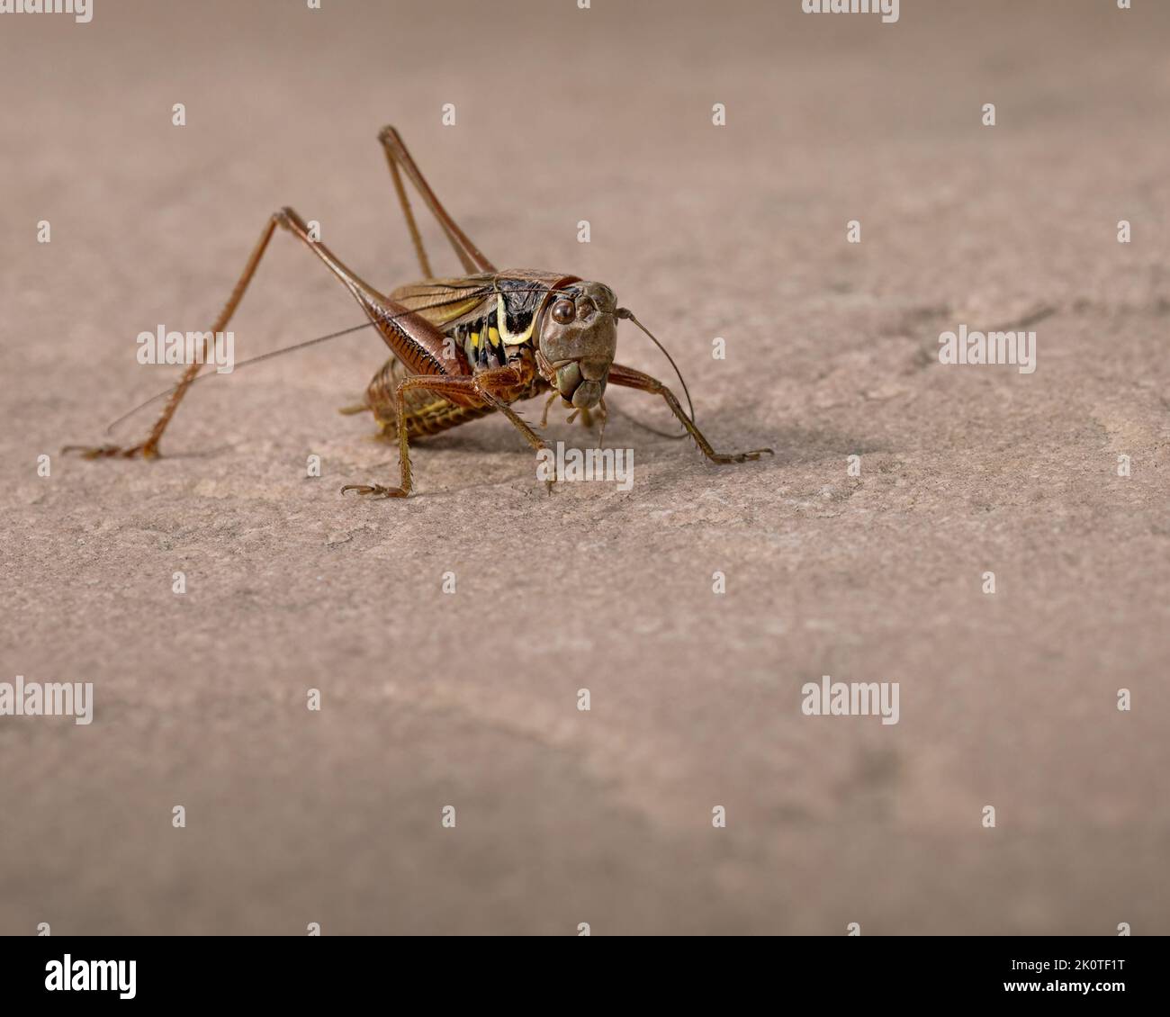 Nahaufnahme Makro von einer Heuschrecke Stockfoto