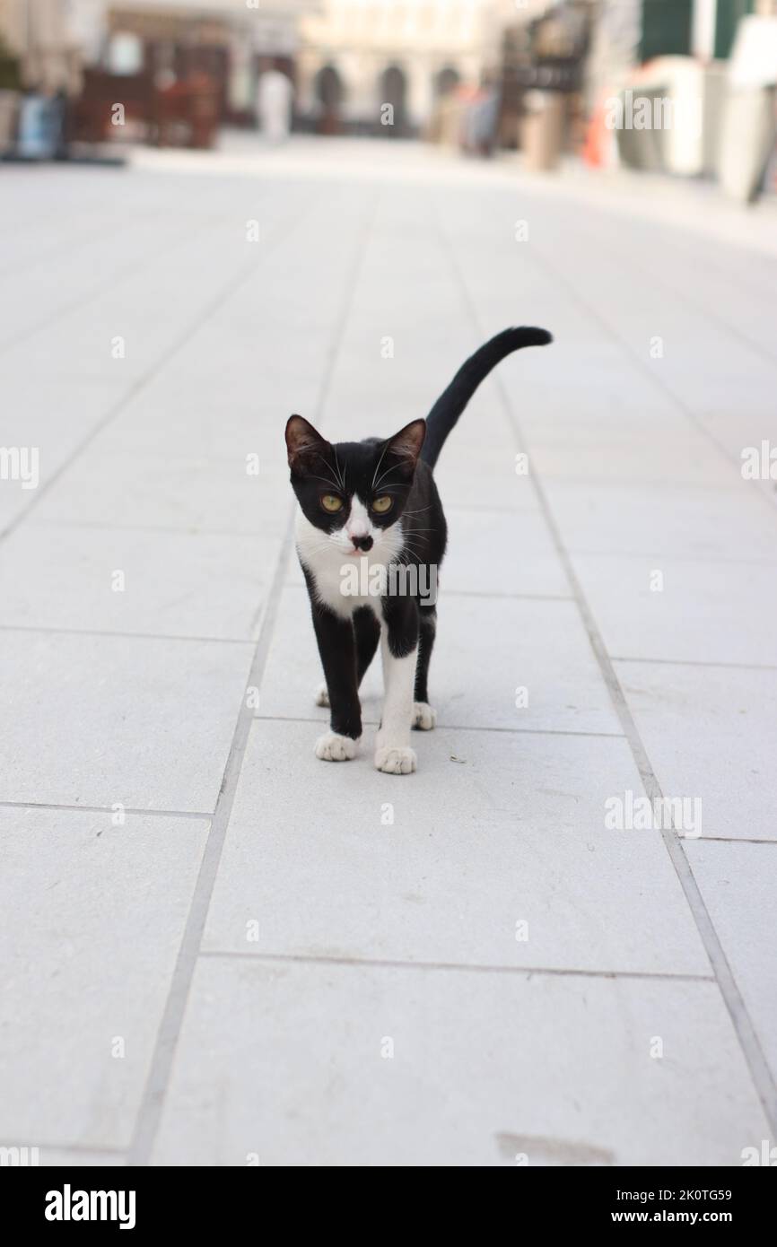 Niedliche schwarz-weiße Katze Stockfoto