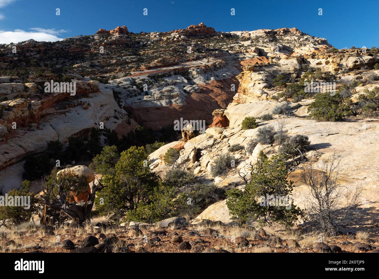 Der Cohab Canyon schlängelt durch den Waterpocket Fold unterhalb des Aussichtspfades. Capitol Reef National Park, Utah Stockfoto