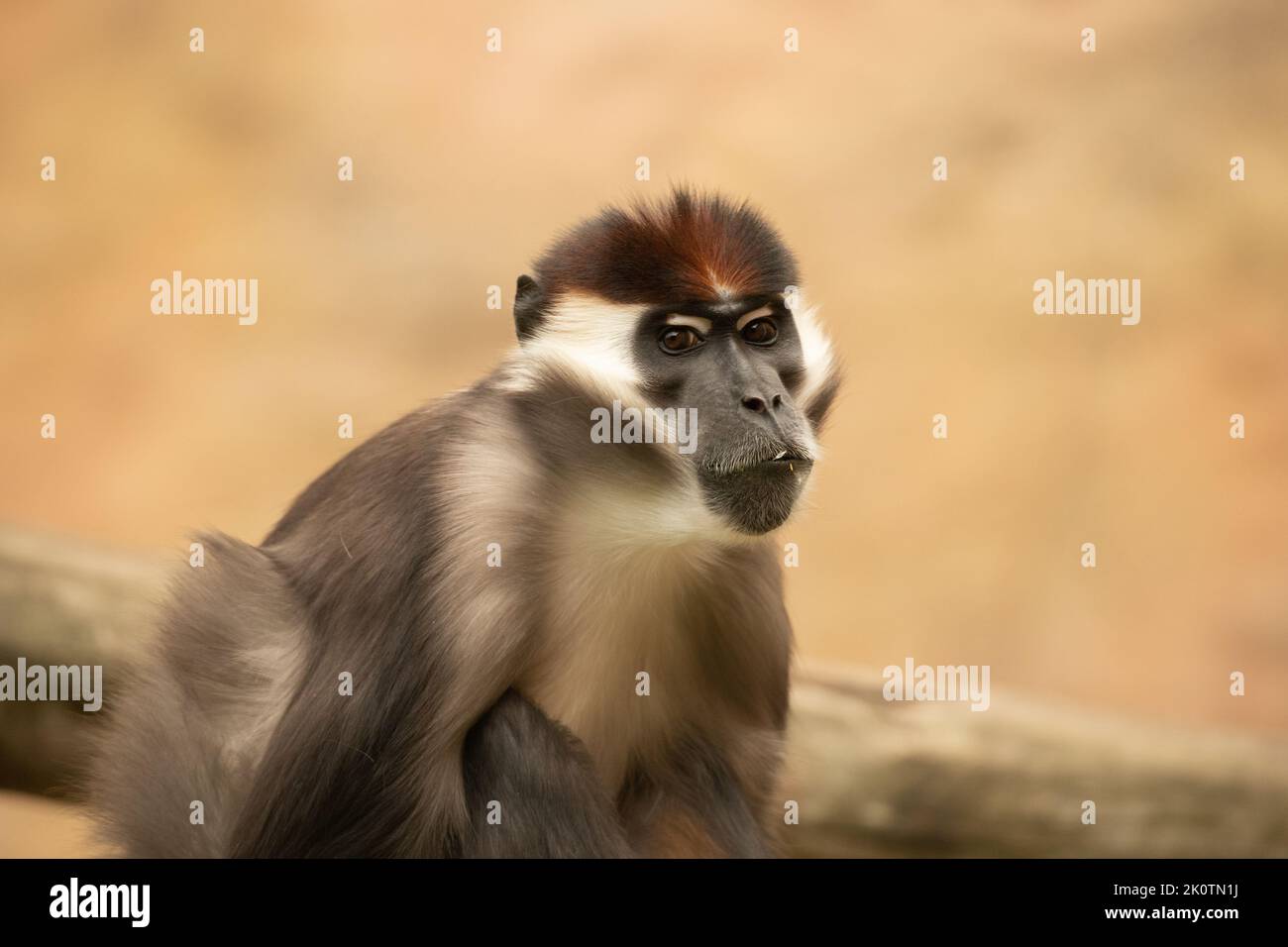 Cherry Crowned Collared Mangabey Monkey draußen entspannen und gähnend Stockfoto