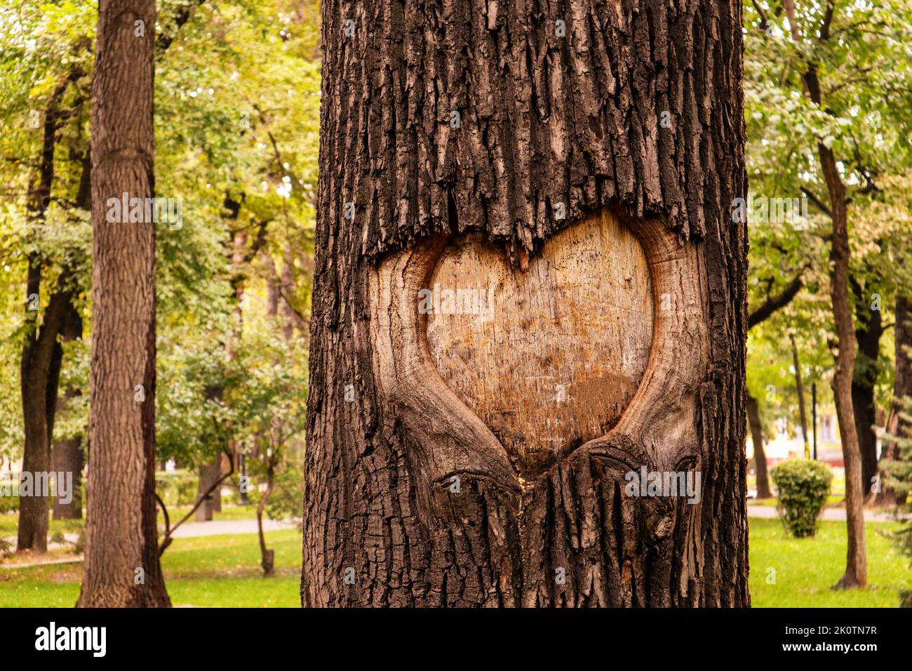 Ein Herz, das in die Rinde eines Baumes gehauen wurde. Stockfoto