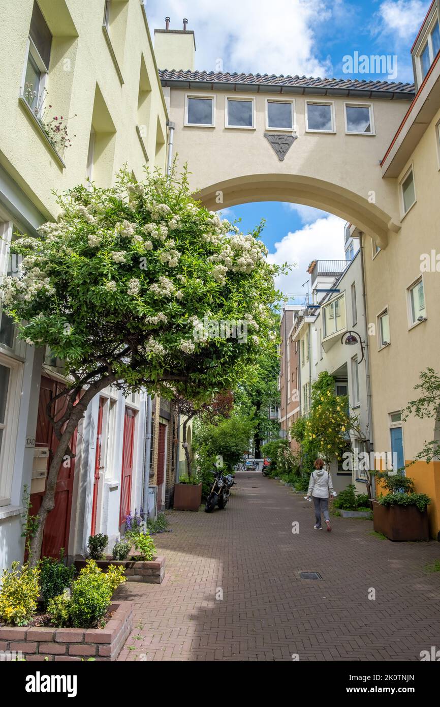 Niederlande, Leiden Stadt. Lady geht zwischen traditionellen Gebäuden, die mit Bogen verbunden sind, auf Kopfsteinpflaster Weg. Grüne Pflanzen im Parterre bei Hous Stockfoto