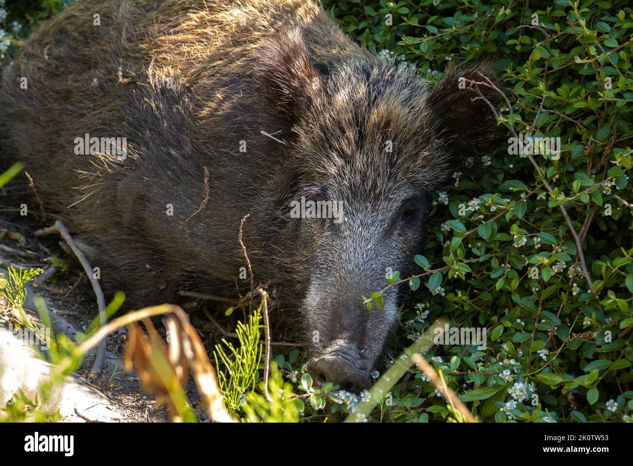 Wildschwein schläft im Busch. Wildschwein oder Schwein. Stockfoto