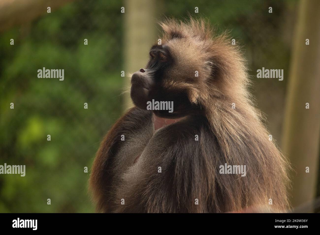 Gelada Baboon Monkey Mutter und Vater mit zwei kleinen Gelada Baboons Stockfoto