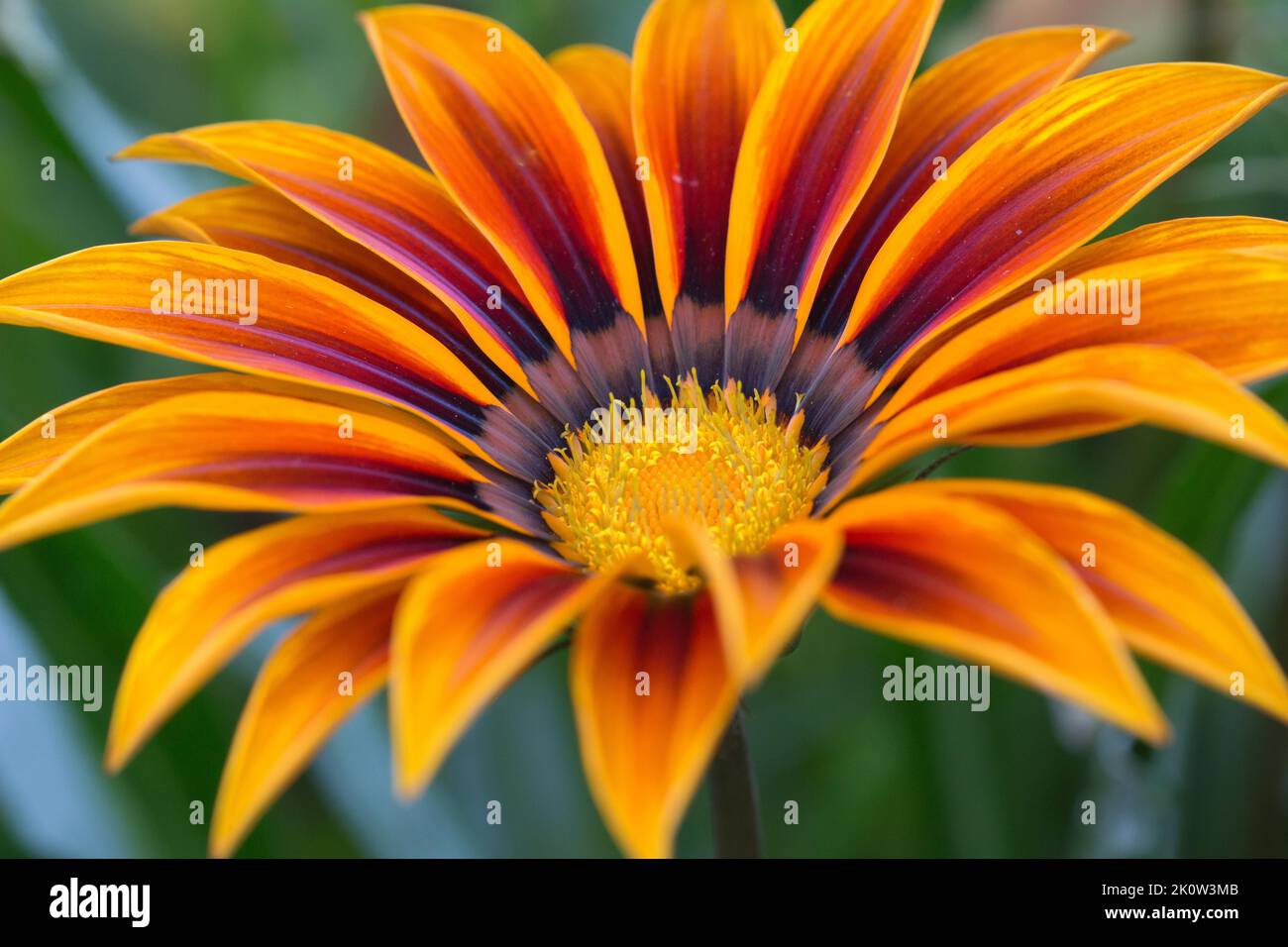 Nahaufnahme einer Gazania, auch bekannt als Treasure Flowers - wunderschöne orangefarbene Blume, aufgenommen im Zentrum von London Stockfoto