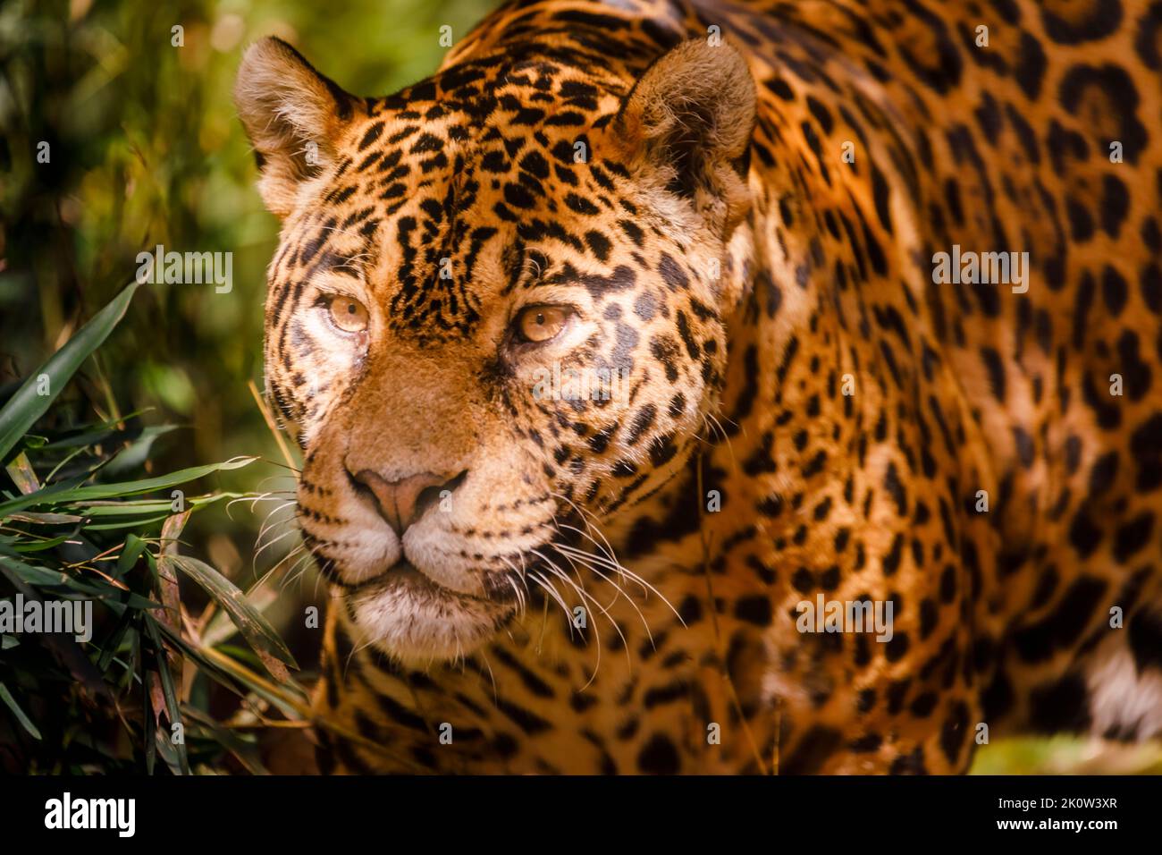 Jaguar Panthera onca majestätische Katze, Jagd in Pantanal, Brasilien Stockfoto