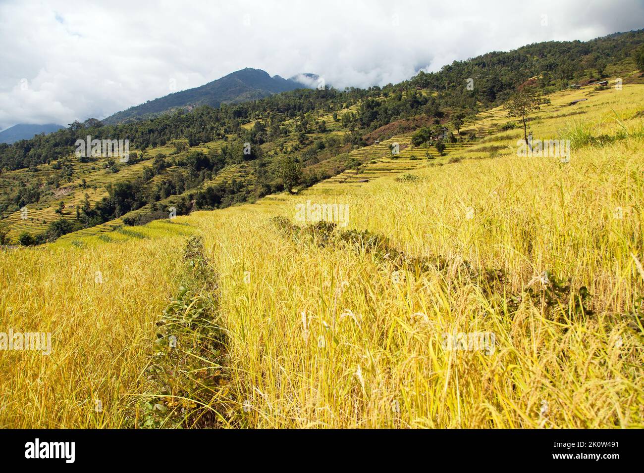 golden terrassenförmig angelegter Reis oder Reisfeld in Nepal Himalaya Berge Wunderschöne himalaya-Landschaft Stockfoto