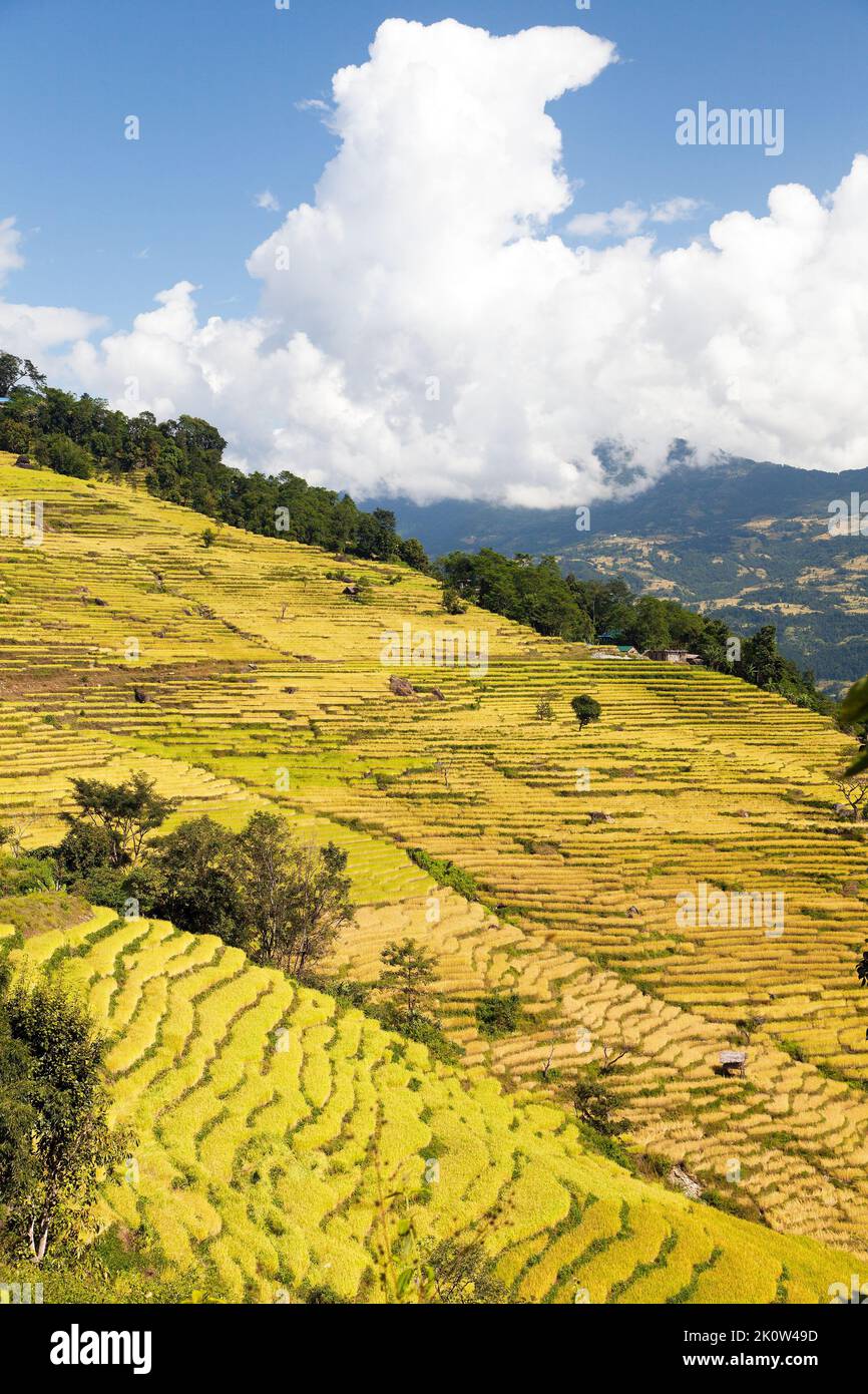 golden terrassenförmig angelegter Reis oder Reisfeld in Nepal Himalaya Berge Wunderschöne himalaya-Landschaft Stockfoto