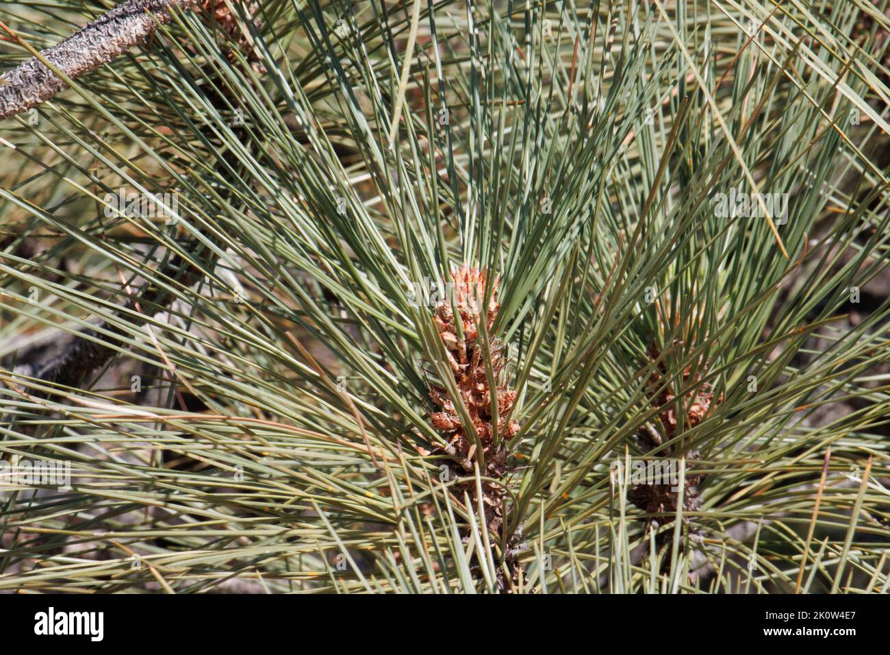 Grau-grüne Trifasciculate subulieren distal verdrehte Nadelvliesblätter von Pinus Coulteri, Pinaceae, einheimischer Baum in den San Rafael Bergen, Spring. Stockfoto