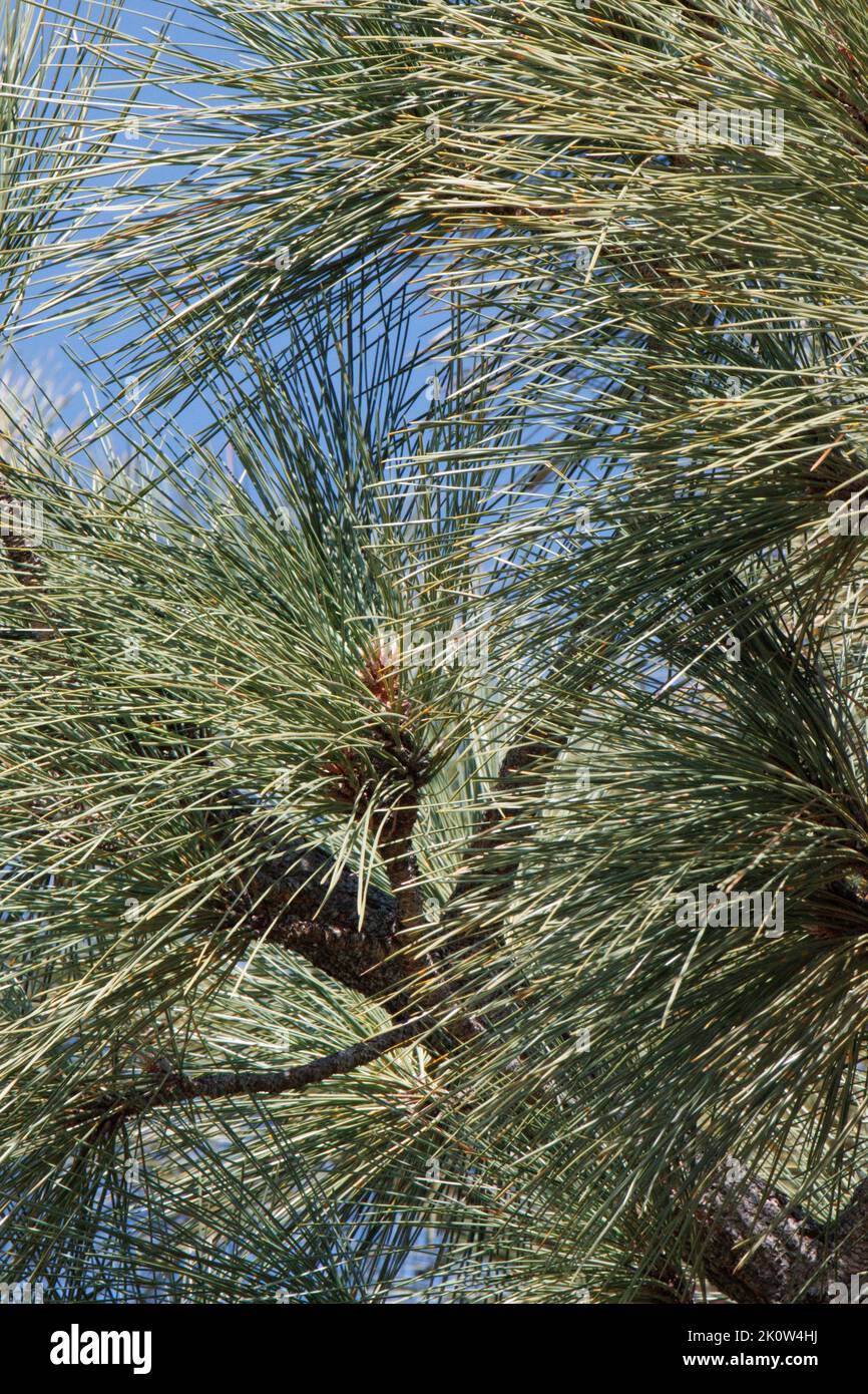 Grau-grüne Trifasciculate subulieren distal verdrehte Nadelvliesblätter von Pinus Coulteri, Pinaceae, einheimischer Baum in den San Rafael Bergen, Spring. Stockfoto