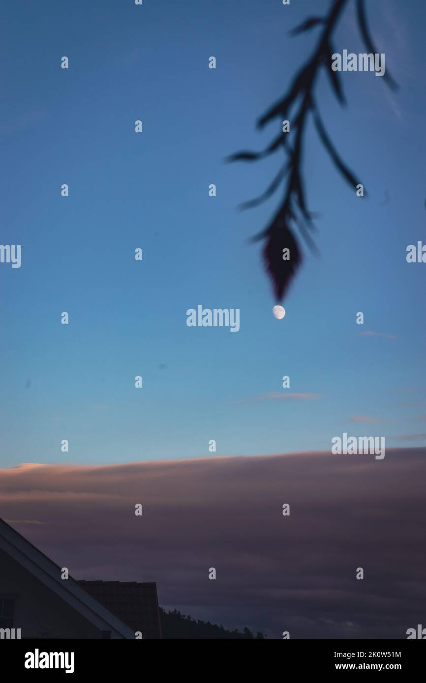 Am Nachmittag hängt eine Blume mit dem Mond, Wolken und einem wunderschönen blauen Himmel im Hintergrund. Stockfoto