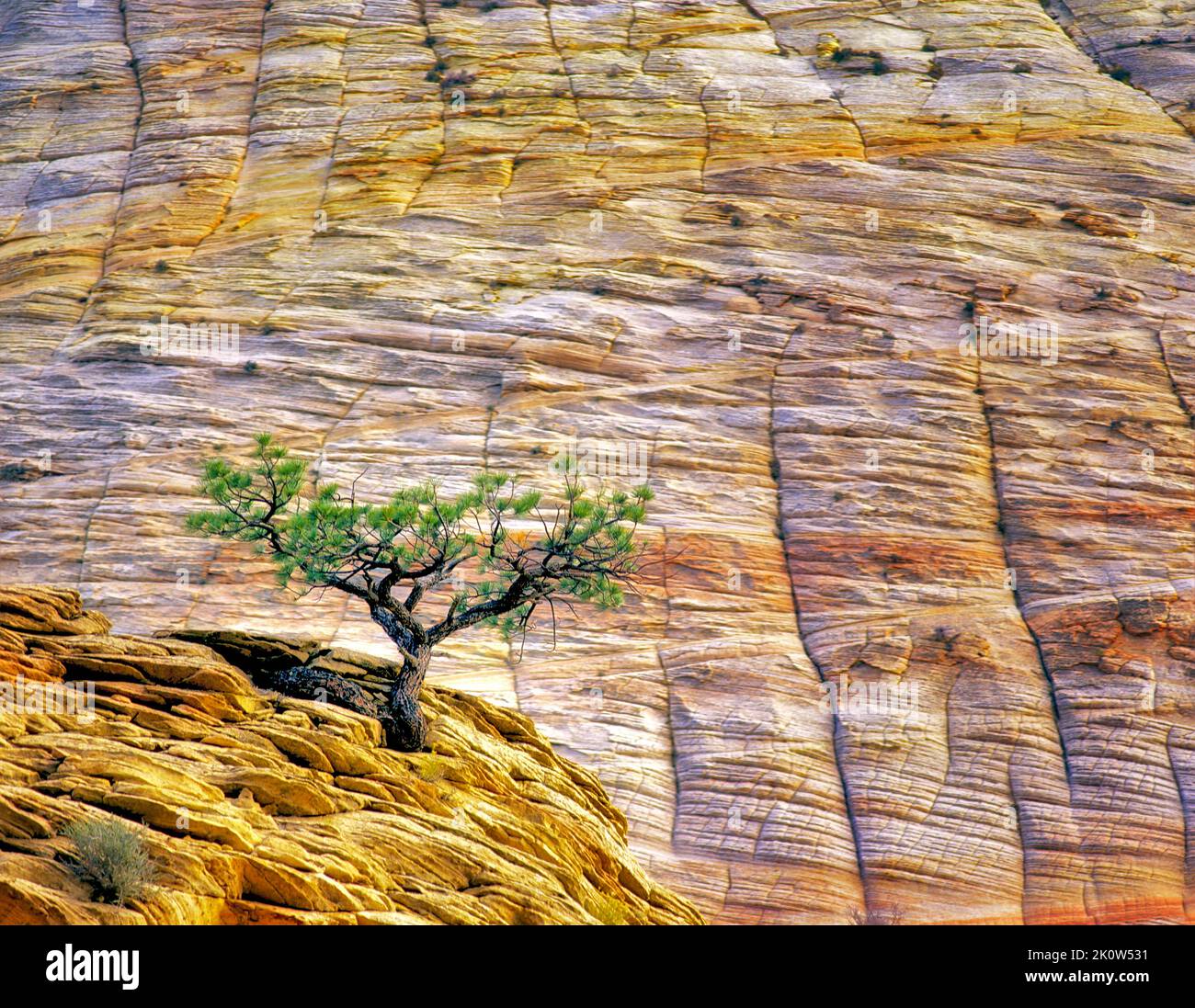 Einsame Ponderosa Kiefernbaum in Sandsteinfelsen. Zion National Park, Utah Stockfoto