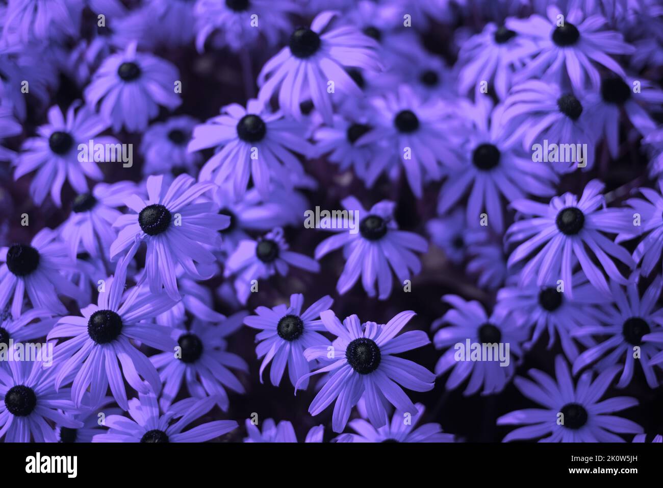 Leuchtend blaue Blüten am Sommertag Horizontale Ausrichtung. Stockfoto