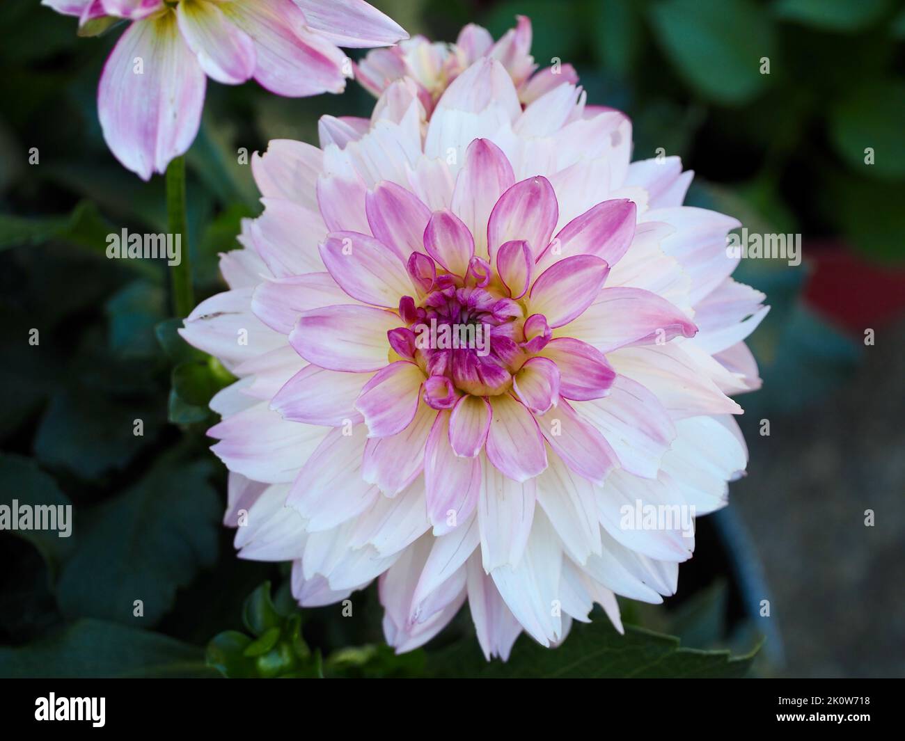 Lila Dahlie im Pacific Northwest Garden Stockfoto