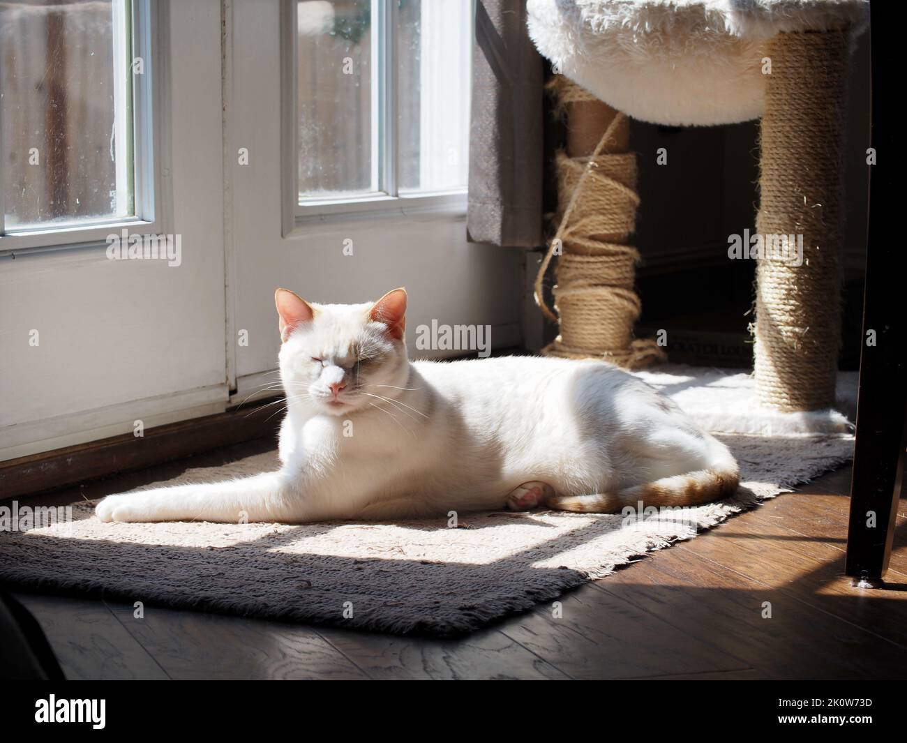 Mitzie die blauäugige Flamepoint Siamkatze Stockfoto