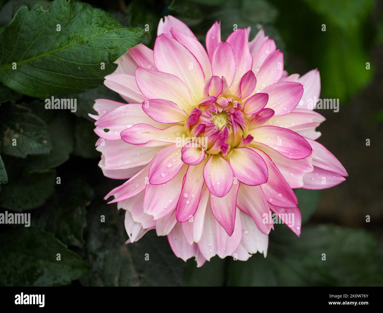 Pink Dahlia im Pacific Northwest Garden Stockfoto