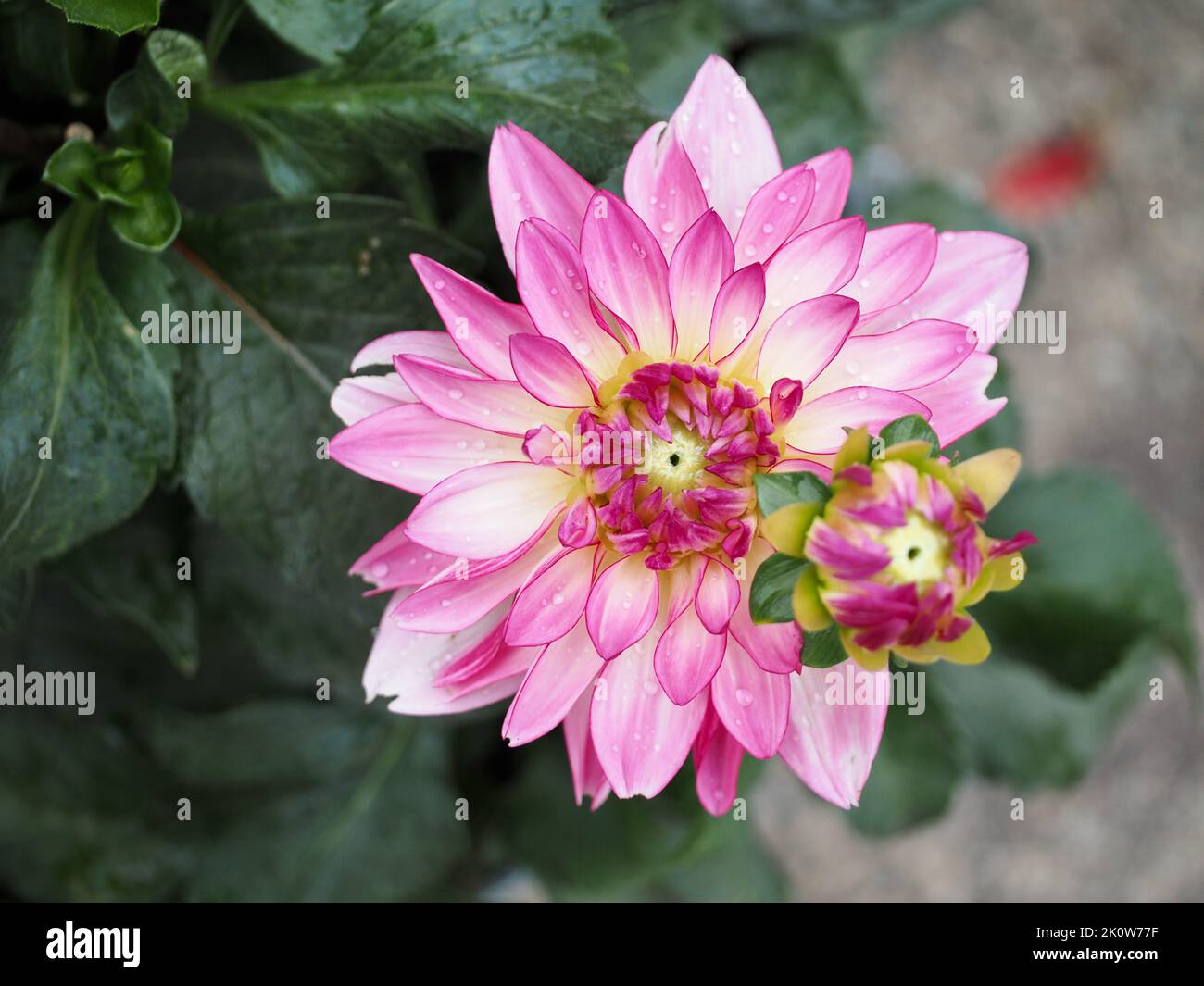Pink Dahlia im Pacific Northwest Garden Stockfoto