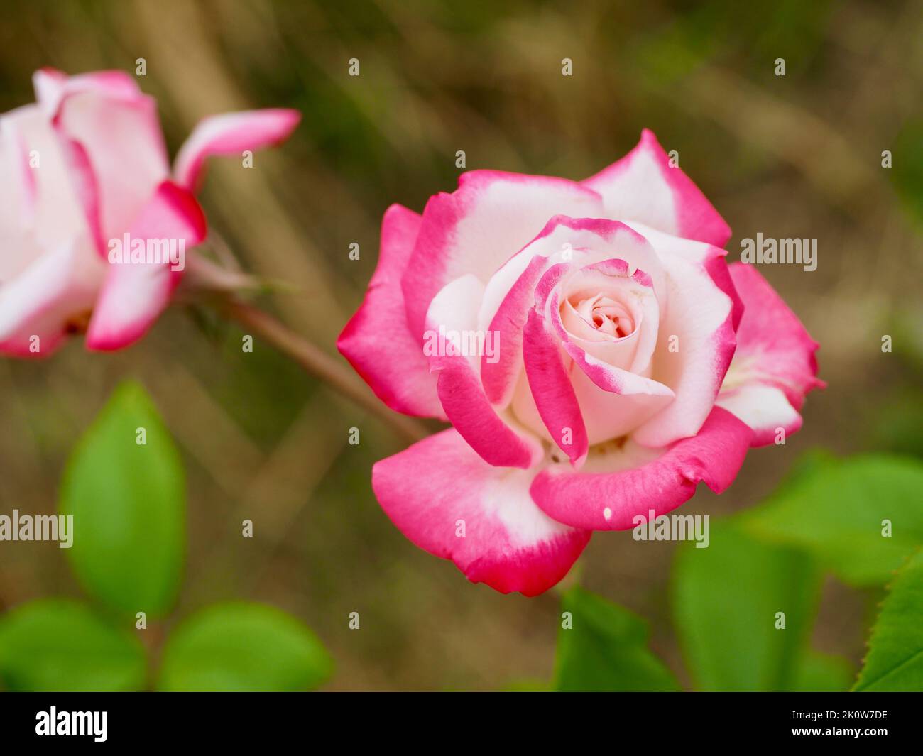Candy Cane Rose im Pacific Northwest Garden Stockfoto