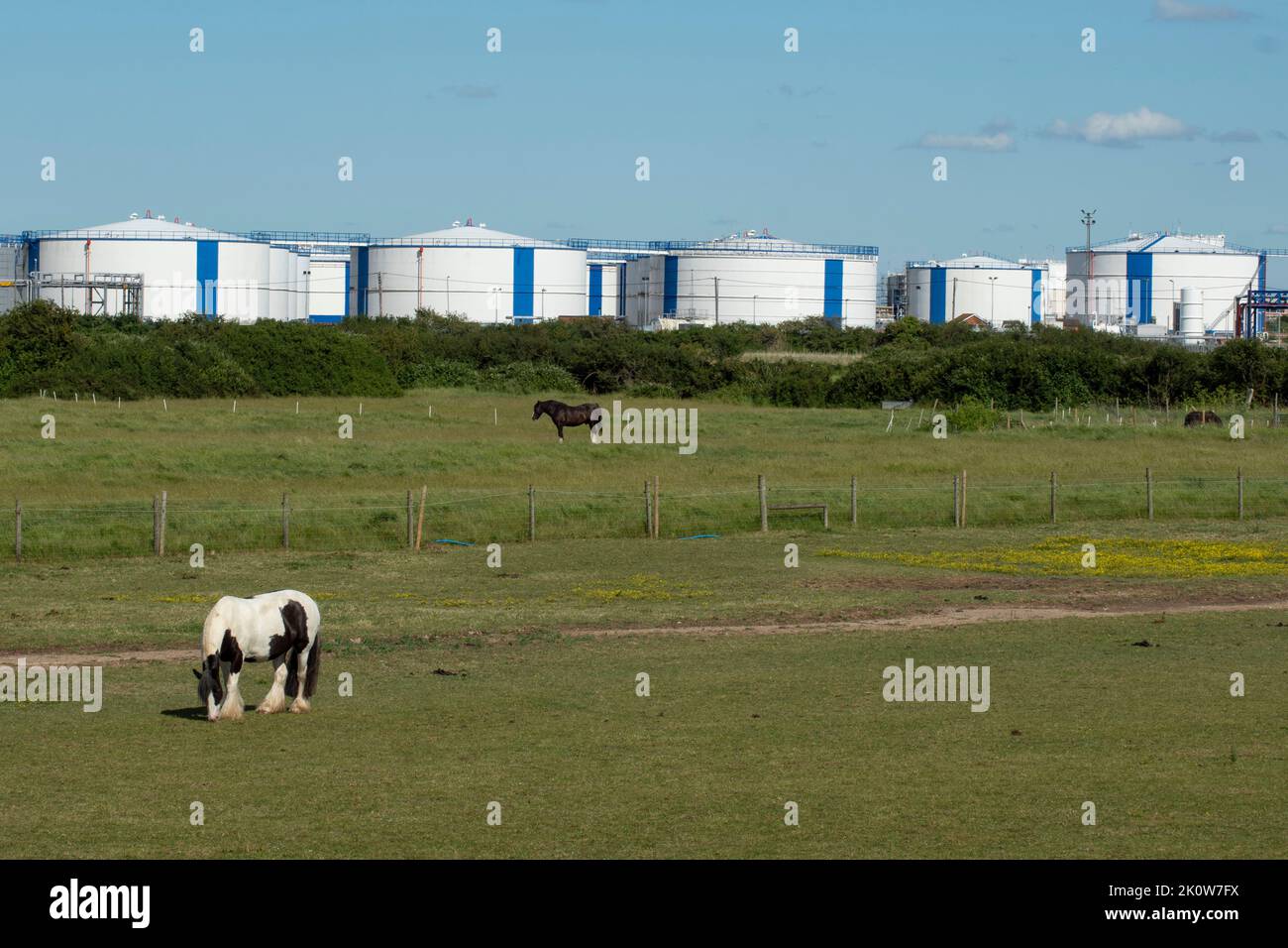 Pferd im Feld mit Öllagertanks im Hintergrund auf Canvey Island, Essex, Großbritannien, England. Stockfoto