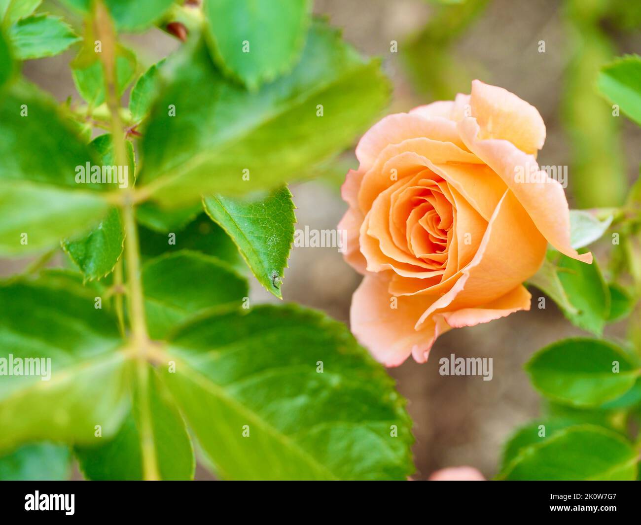 Adobe Sunrise Rose im Pacific Northwest Garden Stockfoto