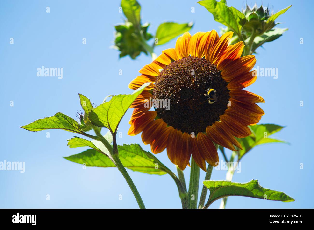 Die Schokoladenblume blüht über dem blauen Himmel Stockfoto