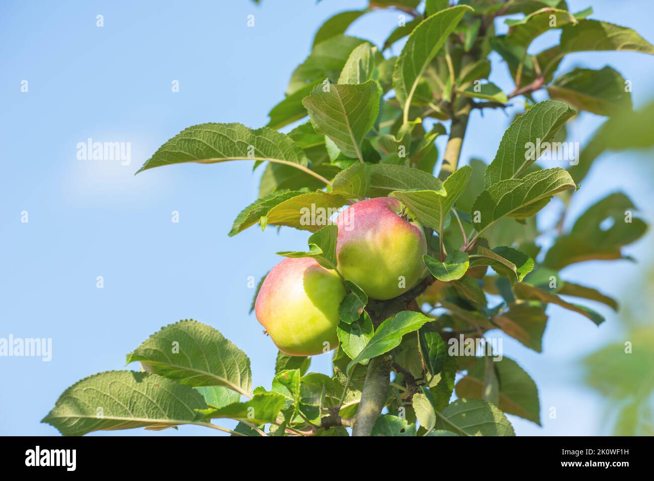 Frische Äpfel. Frische Äpfel in natürlicher Umgebung - auf weißem Hintergrund. Stockfoto