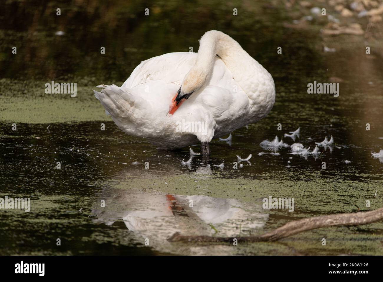 Stummer Schwan, der seine Federn reinigt Stockfoto