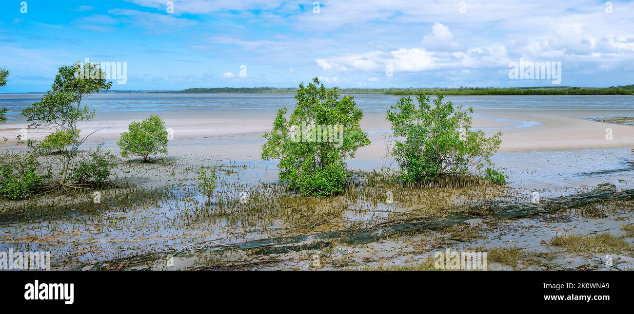 Australisches Mangrovenökosystem. Avicennia Marina oder Grey Mangroves zeigen ihre pfenartigen Wurzeln und wachsen entlang des Vorhores der Fraser Coast. Stockfoto