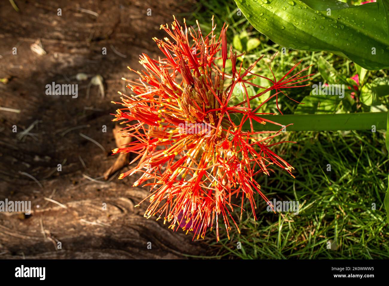 Die blühende Blutsilienpflanze ist in Form einer Kugel mit roter Farbe, grünem Blütenstiel und Gras und Pflasterhintergrund Stockfoto