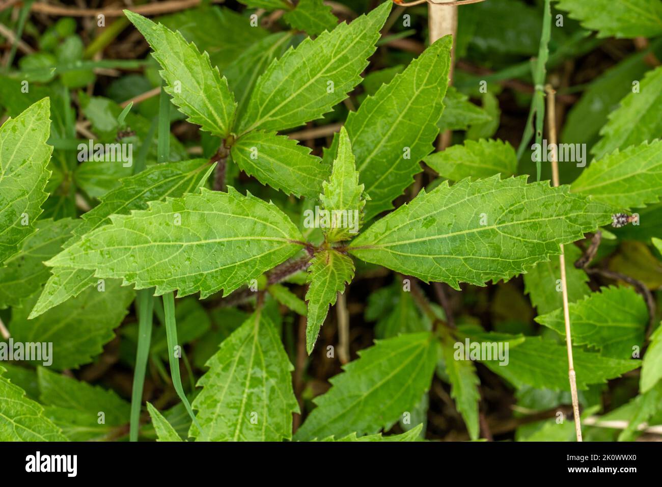 Draufsicht auf kriechendes Croftonweed-Gras mit grünen Zahnkanten, braunem stielförmigen Blattstiel mit grünem Grashintergrund Stockfoto