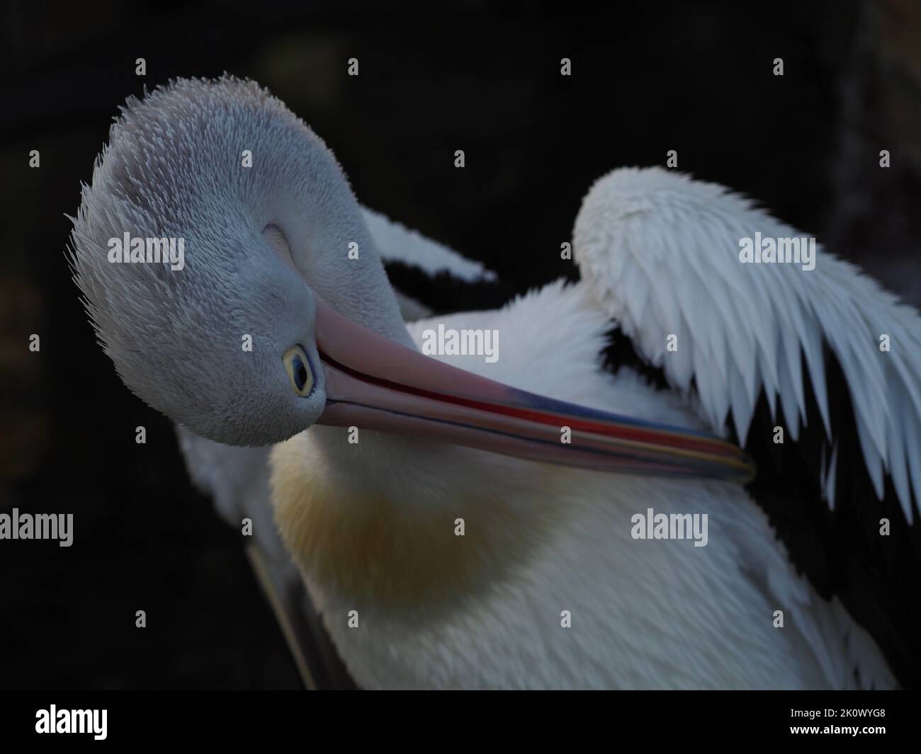 Majestätisch glorreicher australischer Pelikan, der sein brillantes Gefieder ausstrahlt. Stockfoto