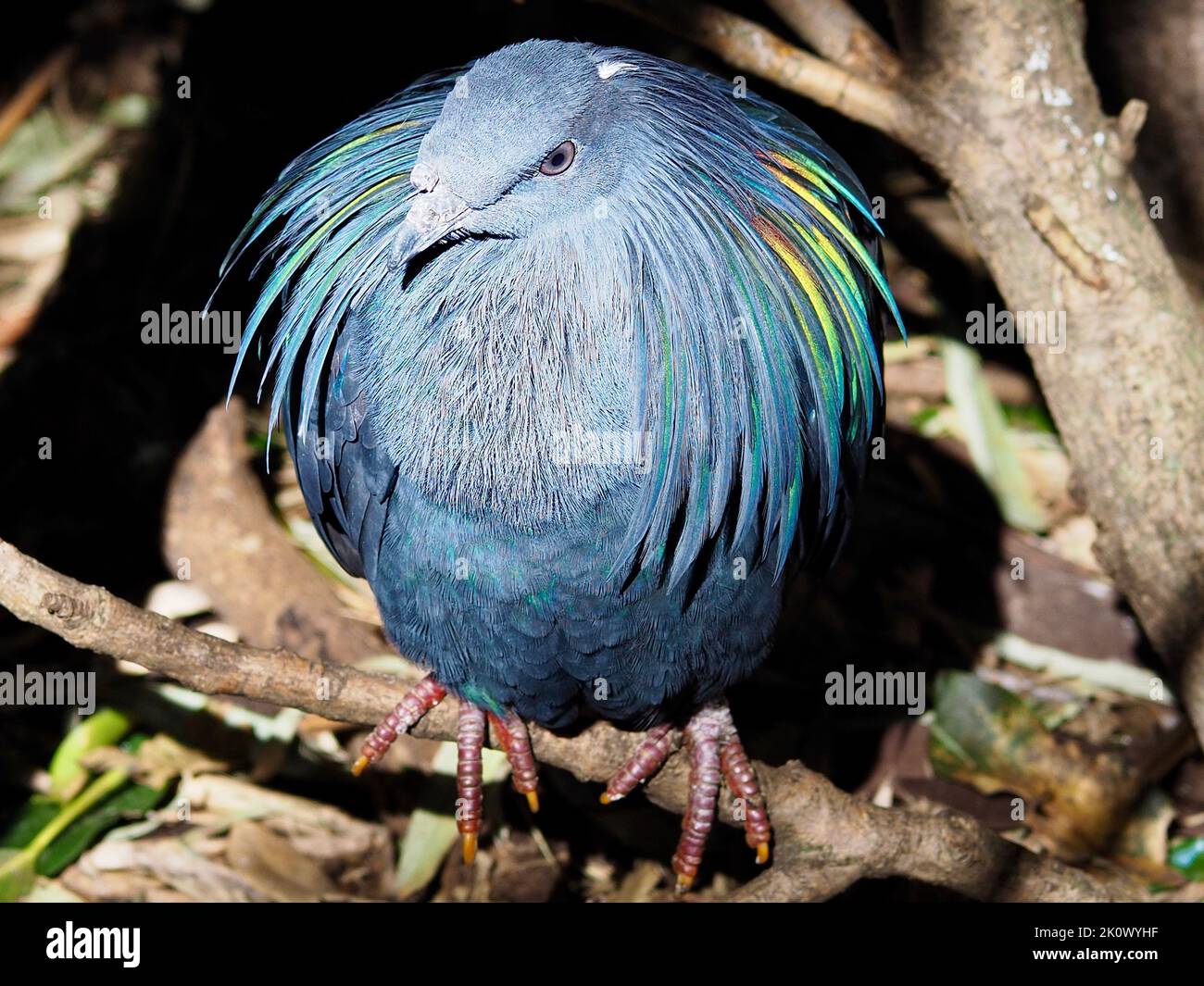 Sensationelle, exquisite Nicobar-Taube mit leuchtend glänzenden Federn. Stockfoto