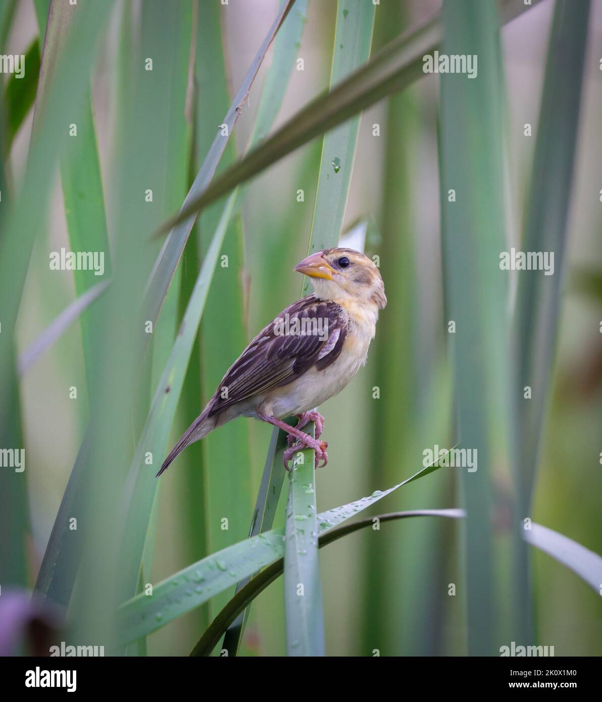 Baya Weaver juvenile.Baya Weaver ist ein Weaverbird, der auf dem indischen Subkontinent und Südostasien gefunden wird. Stockfoto