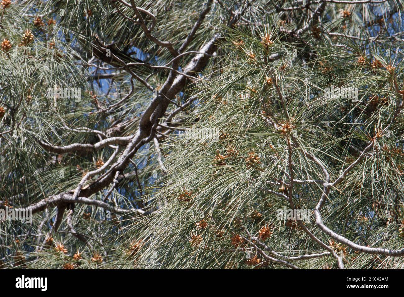 Blau-grüne, hängende Trifasciculate leicht verdrehte Nadelblätter von Pinus Sabiniana, Pinaceae, einheimischer Baum in den San Rafael Bergen, Frühling. Stockfoto