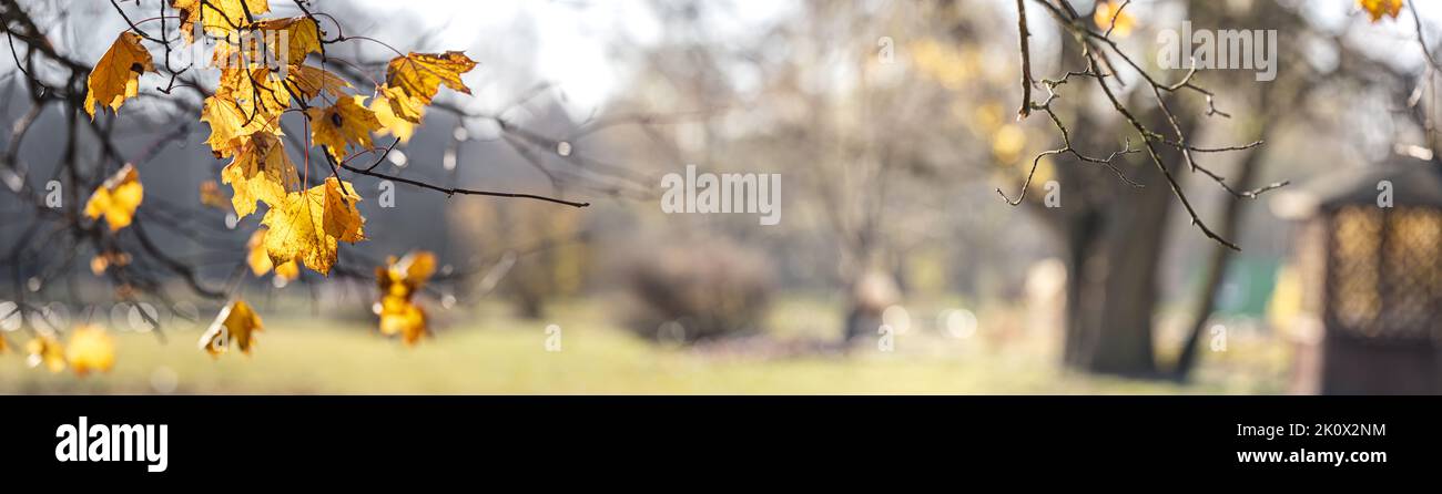 Baumzweig mit trockenen Ahornblättern auf dem Hintergrund der verschwommenen Herbstparklandschaft Stockfoto