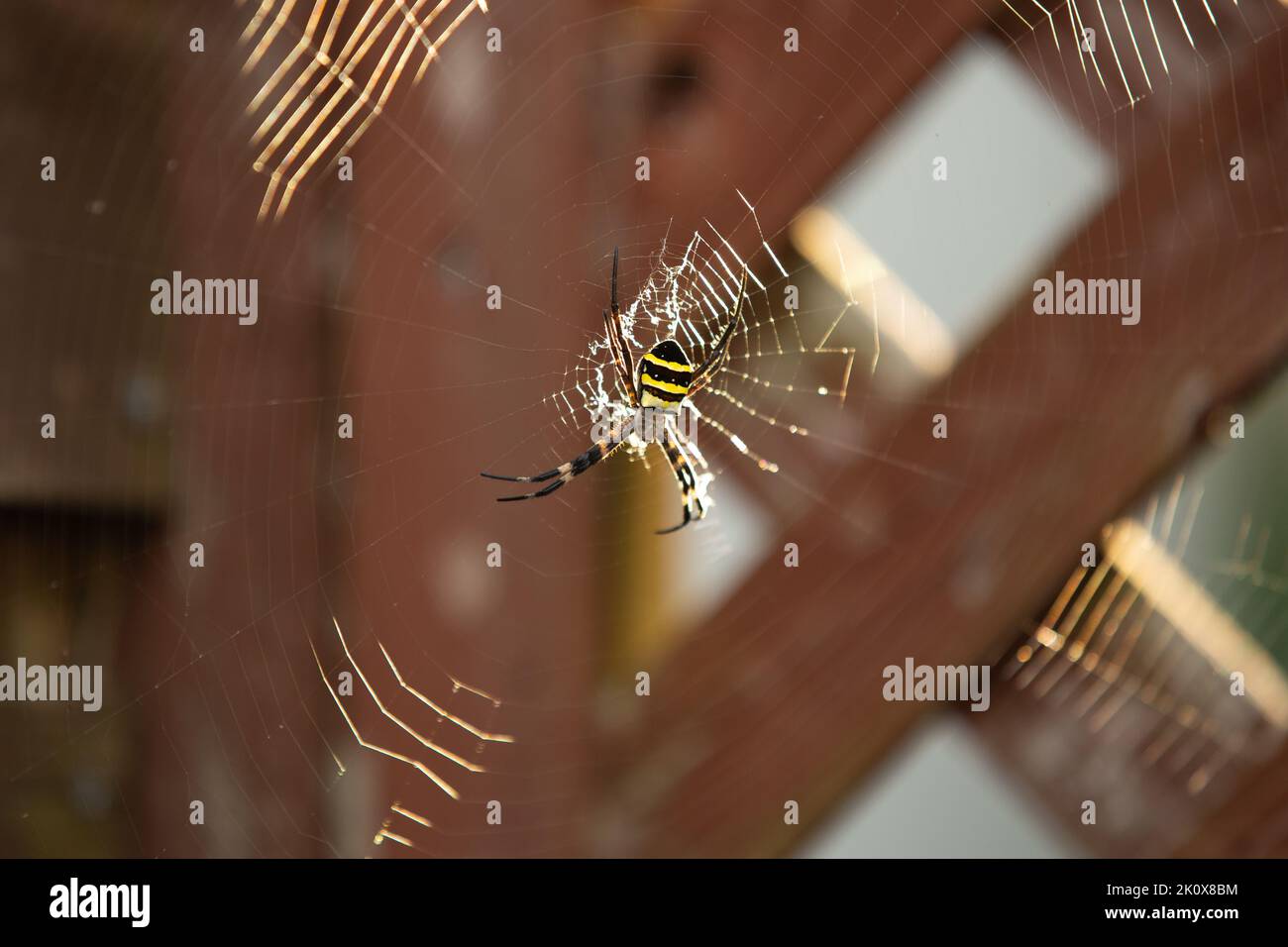 Japanische Orbis-wobende Spinne (Argiope amoena) auf einem großen Netz vor einem Holzzaun Stockfoto